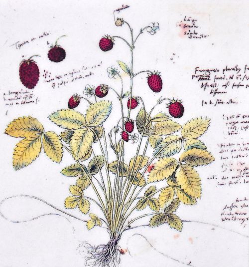 956px-Conrad_Gesner_-_Conradi_Gesneri_Historia_plantarum_Walderbeere
