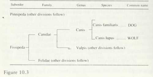 Umberto Eco, The Search for the Perfect Language, Figure 10.3, p. 226