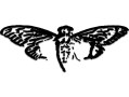 Cicada Lestat Logo Transparent